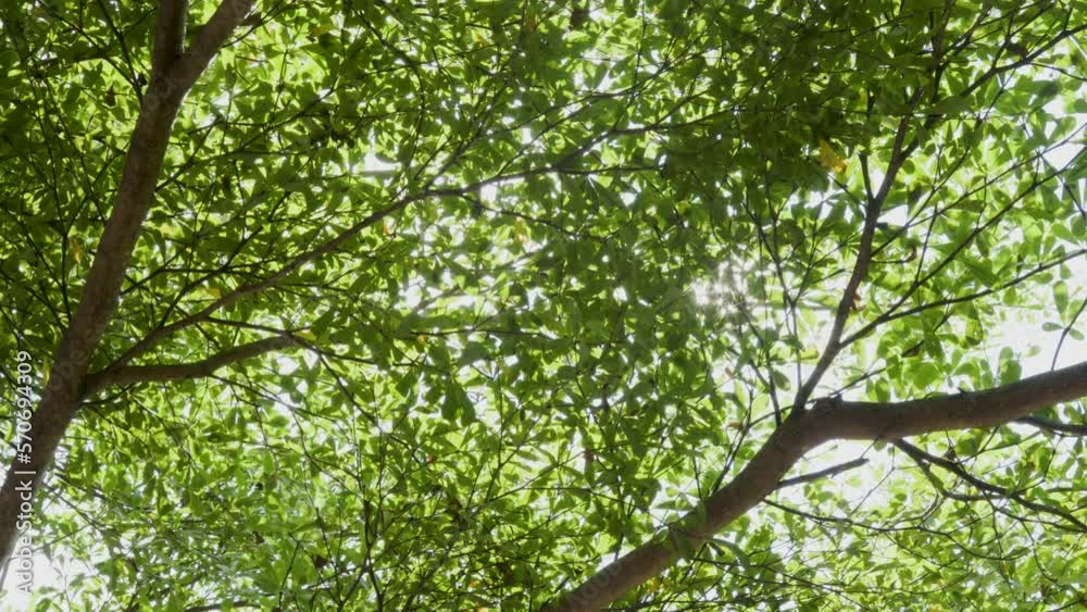 Sun rays break through small green leaves of madagascar almond tree (terminalia mantaly) Sun rays break through small green leaves of madagascar almond tree (terminalia mantaly)