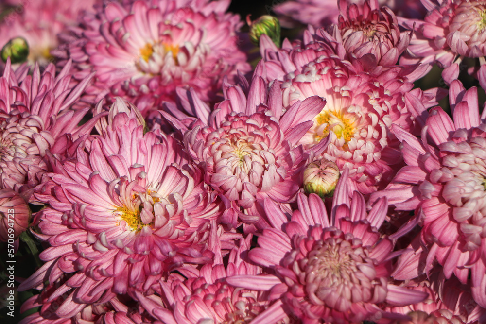 chrysanthemum flower - garden flower- Background chrysanthemum flower - garden flower- Background