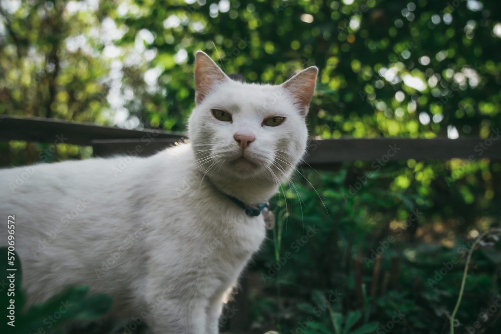 White cat with yellow eyes in a garden in Western Ukraine