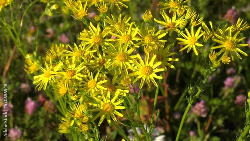 Southern Urals, blooming Jacobaea erucifolia in the meadow. photo