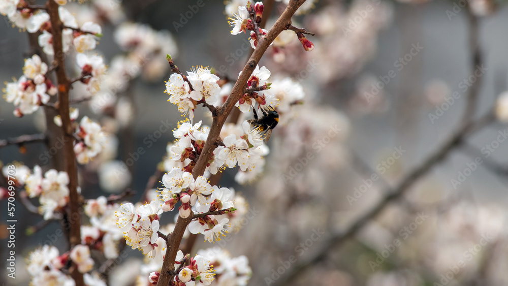 Bumblebee in flight near a branch of a blossoming apricot tree. Against a blurred background flowering tree. Selective focus. Bumblebee in flight near a branch of a blossoming apricot tree. Against a blurred background flowering tree. Selective focus.