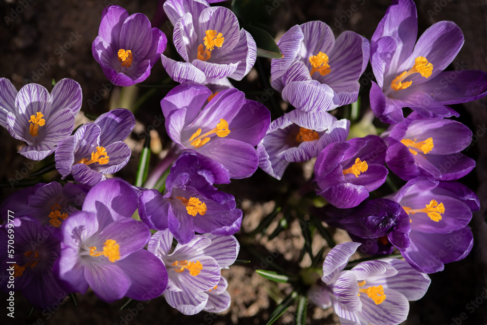 Blooming crocuses are brightly lit by the bright light of the sun. Selective focus. Blooming crocuses are brightly lit by the bright light of the sun. Selective focus.