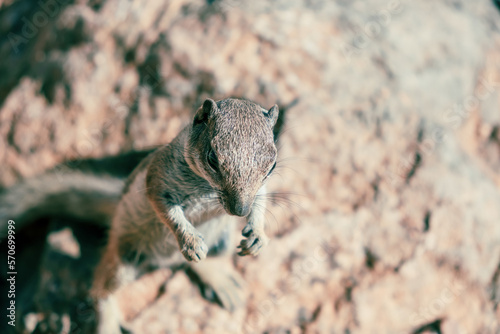 Canary squirrel (Atlantoxerus getulus) sitting on a rock, Fuerteventura, Canary Islands, Spain photo