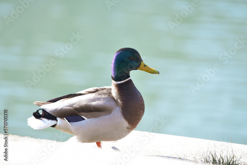  wild duck on the water