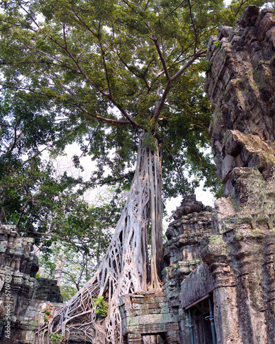 Tree at Angkor Wat (ID: 570700937)