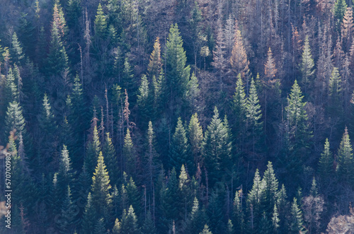 forêt de conifères dans les Vosges photo