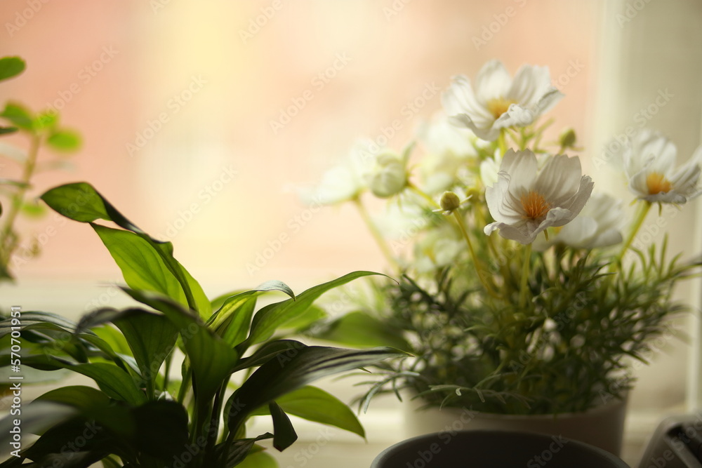 Different potted plants on a windowsill.