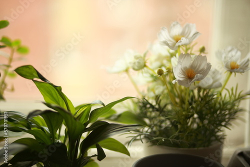 Different potted plants on a windowsill.