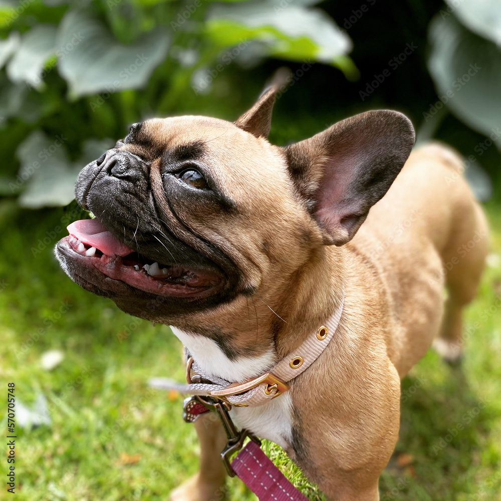 Happy French bulldog smiling at the birds in the trees