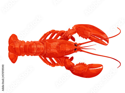 lobster on white background