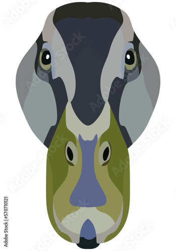 Duck face. An illustration of the muzzle of a platypus bird is depicted. Bright portrait on a white background. Vector graphics. animal logo