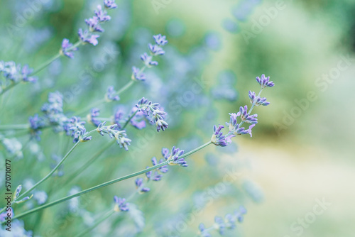 lavender flowers close-up summer time © Svetlana