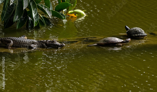 Animal Themes: Crocodile or Alligator resting on a pond with turtles around