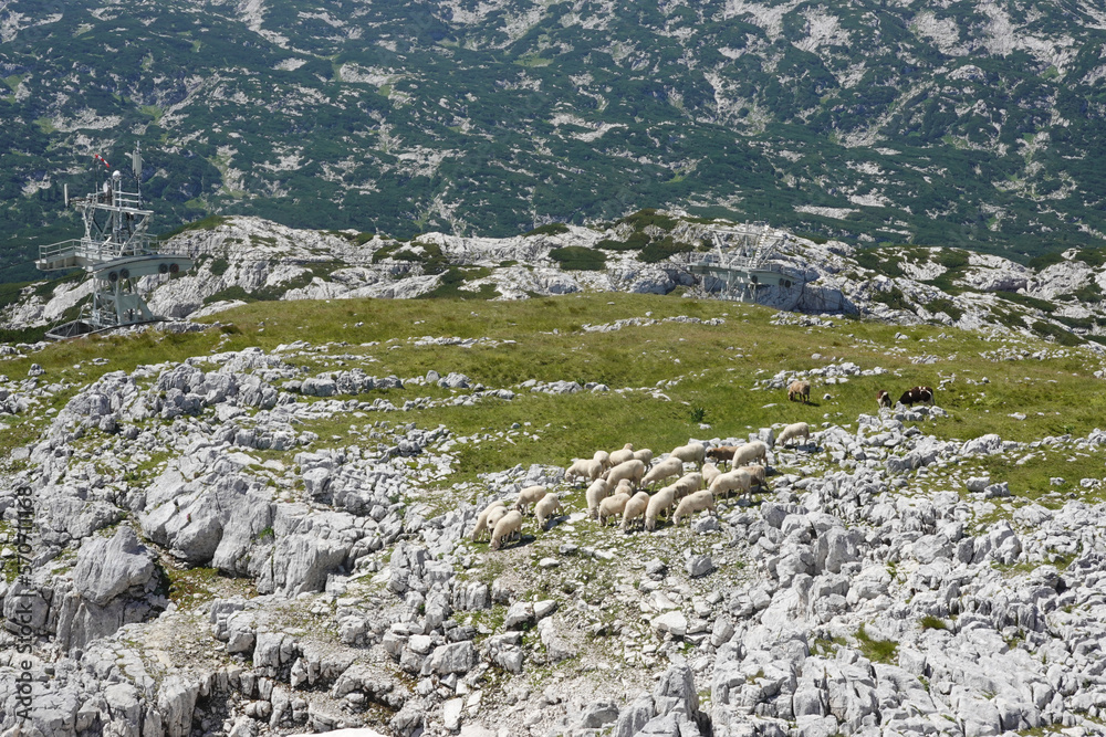 Sheeps in mountains in Austria, Salzkammergut region Krippenstein mountain Sheeps in mountains in Austria, Salzkammergut region Krippenstein mountain