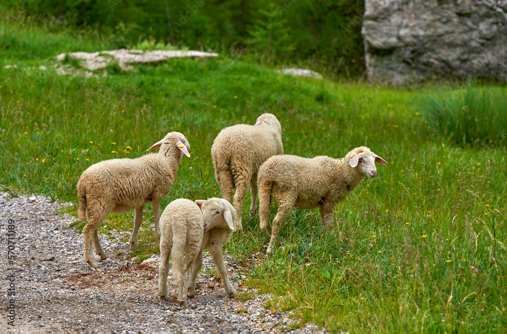 Cute sheep in Slovenian peaceful countryside Cute sheep in Slovenian peaceful countryside