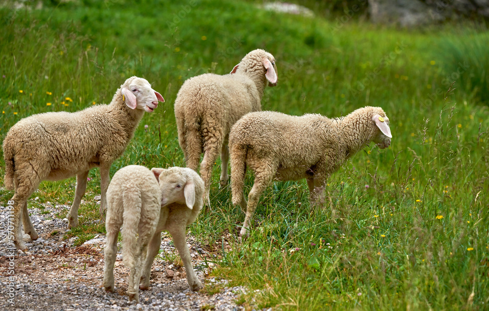 Cute sheep in Slovenian peaceful countryside Cute sheep in Slovenian peaceful countryside