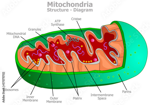 Mitochondria structure diagram, mitochondrion anatomy. Cell part. Outer, inner membrane, intermembrane space, cristae, mitochondrial DNA, ATP synthase, matrix, granul. Producing energy. Vector drawing