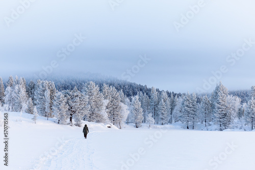 Winter landscape with trees and snow, Lake Inari, Lapland, Finland © sg-naturephoto.com 