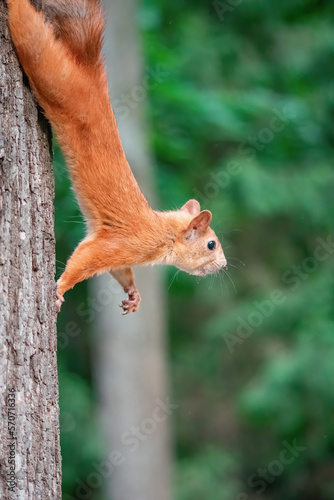 squirrel on a tree © Arlington Vance