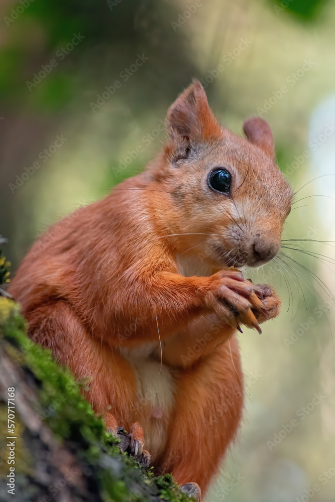 red squirrel eating red squirrel eating