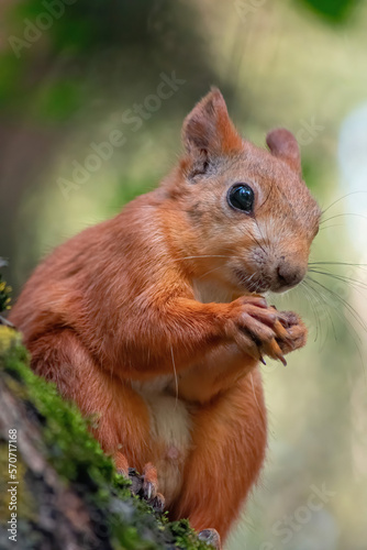 red squirrel eating