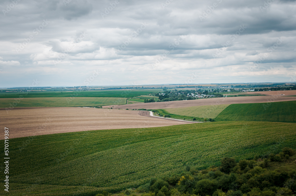 Beautiful landscape. Field of wheat and corn