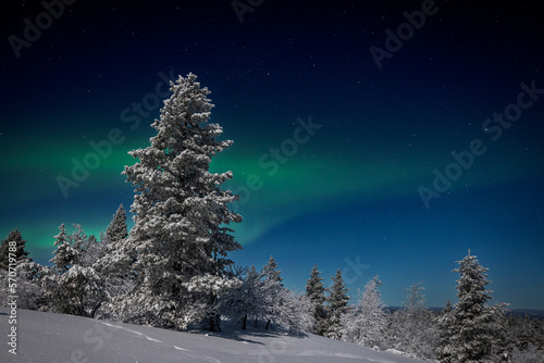 Winter landscape at night with snowcovered needle trees and northern lights in background, Lapland, Finland 
