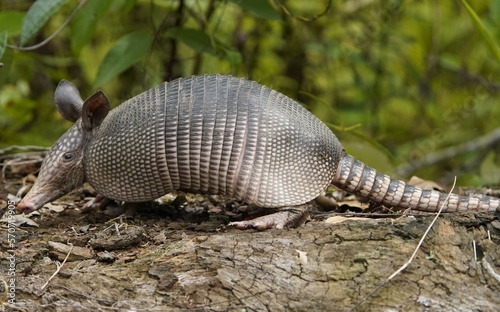 The nine-banded armadillo (Dasypus novemcinctus), also known as the nine-banded long-nosed armadillo or common long-nosed armadillo. Dasypodidae family. Near Mamori Lake - Amazonas, Brazil.