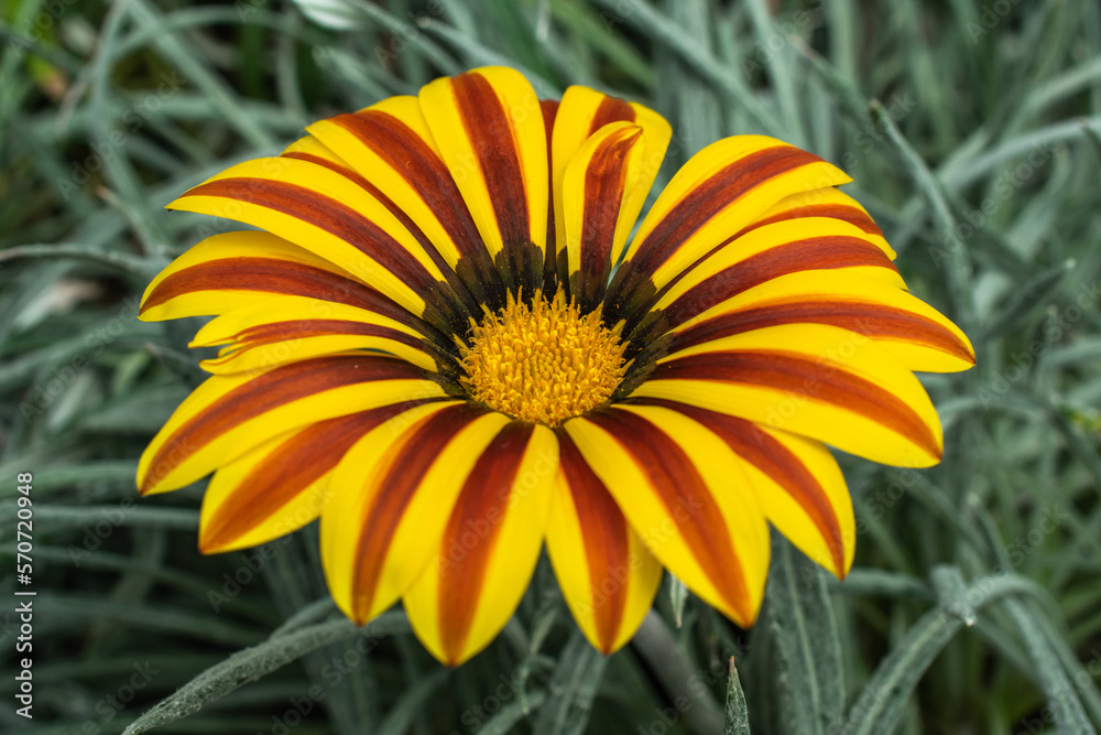 close up of Gazania rigens | Gazania linearis | Treasure Flower close up of Gazania rigens | Gazania linearis | Treasure Flower