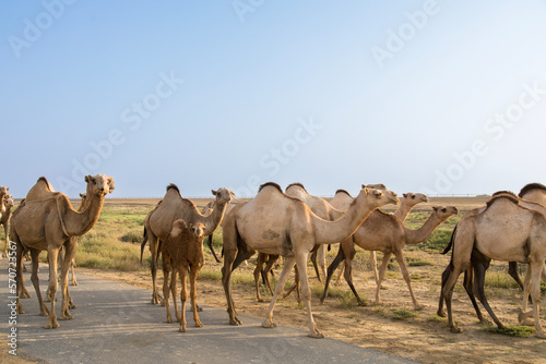 group of camels in desert in Jazan city saudi arabia photo
