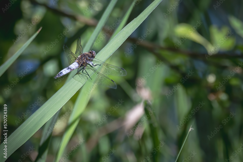 Fototapeta premium Libellule posée sur un brin d'herbe