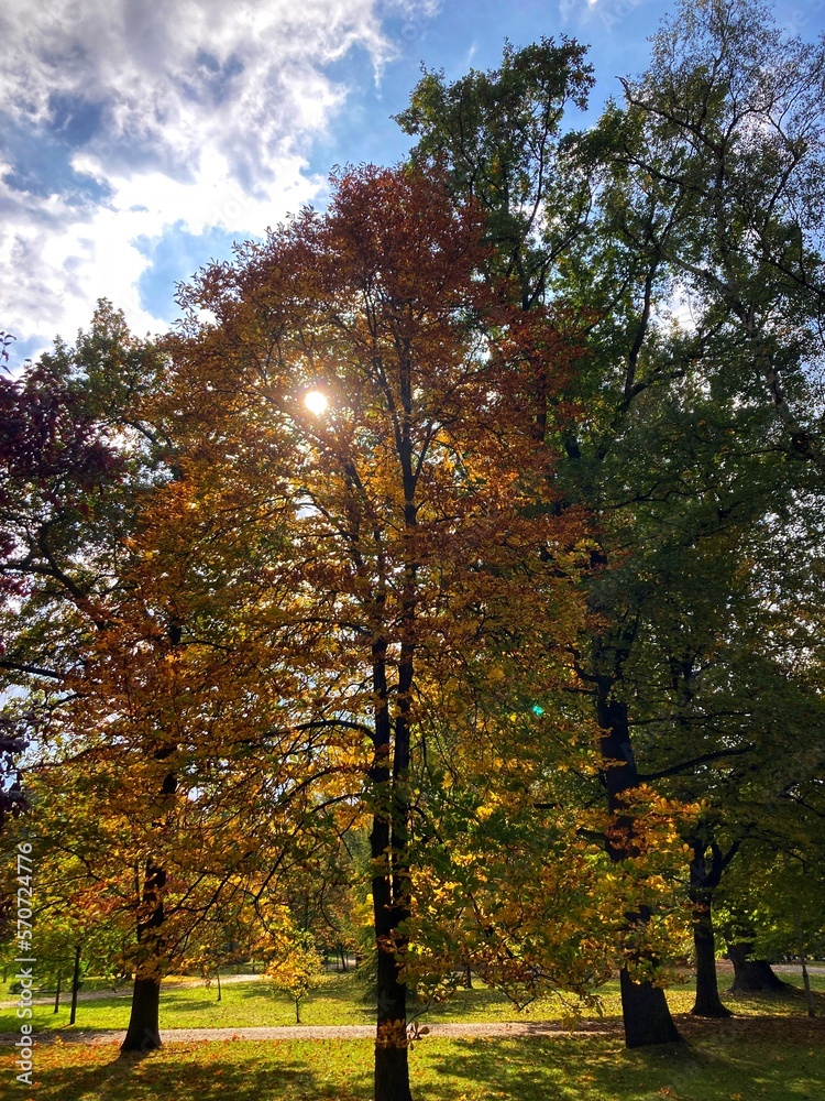 Autumn forest and colourful trees in the park. Colourful leaves on trees and on the ground. Bench in the park in trees. Red, orange and yellow leaves and trees. Sunny day walking in the park. 
