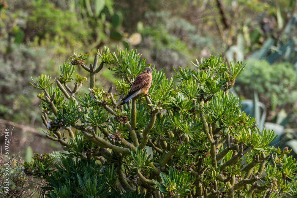 Bird in trees in Anaga mountains Tenerife canary islands Bird in trees in Anaga mountains Tenerife canary islands