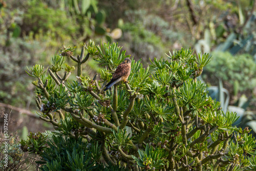 Bird in trees in Anaga mountains Tenerife canary islands