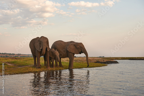 Two adult elephants and a small one (Loxodonta africana) drink along the banks of an African river © lucaar