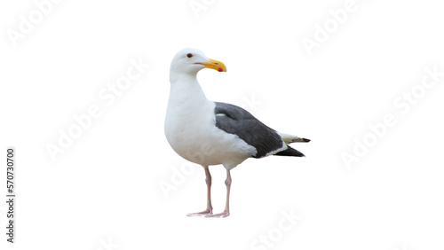 Slika na platnu Isolated standing seagull on blank background