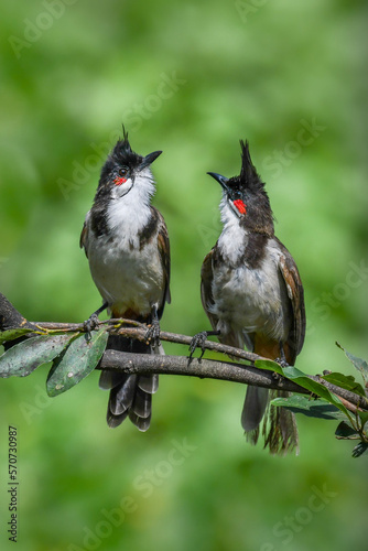 red winged blackbird