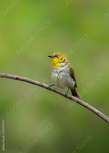 robin on a branch