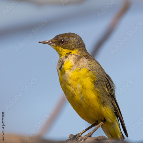 bird on a branch
