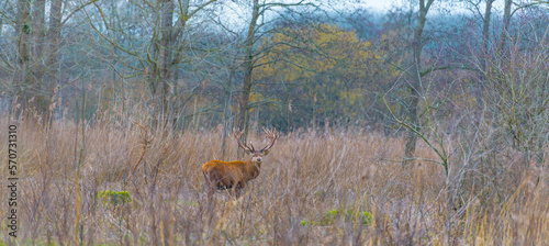 Mature deer stag with antlers in a field with reed in a forest in wetland in sunlight in winter  Almere  Flevoland  The Netherlands  February 10  2023