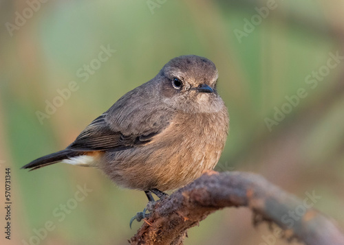 sparrow on a branch
