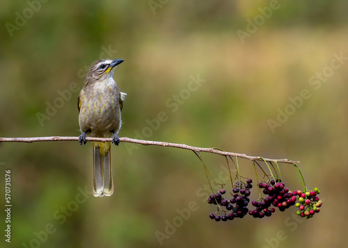 red backed shrike