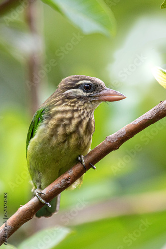 bird on branch