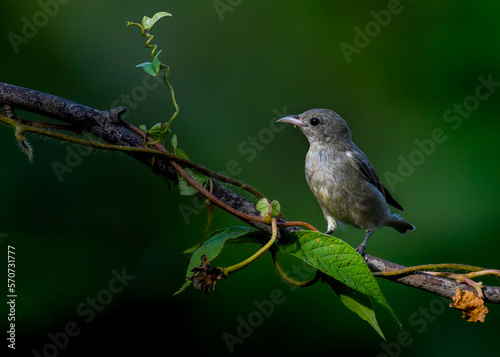 a bird