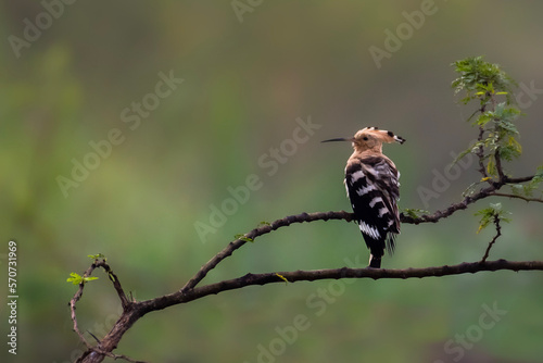 european bee eater