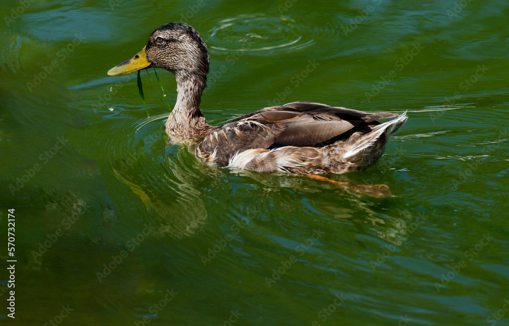 Fototapeta premium Female Mallard Duck Swimming in a Pond