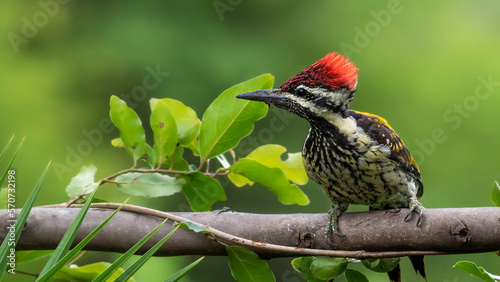 bird in the grass
