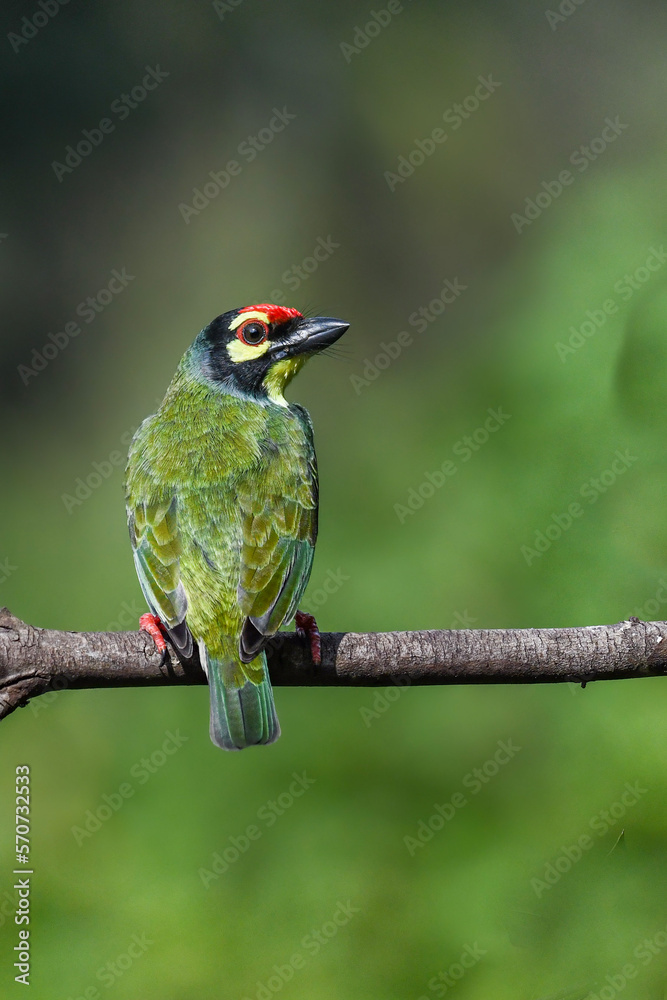 Fototapeta premium kingfisher on branch
