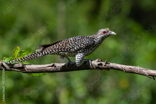 red billed hornbill
