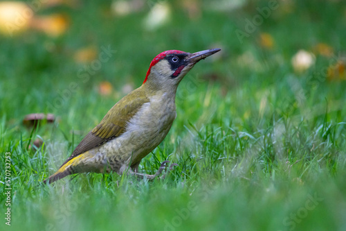 red billed hornbill